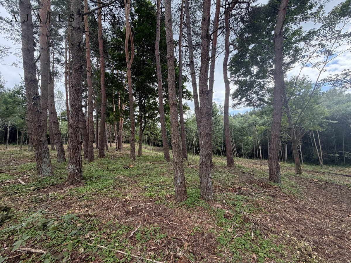Parduodamas 1,97 ha sklypas miško apsuptyje, - nuotraukos Nr. 22