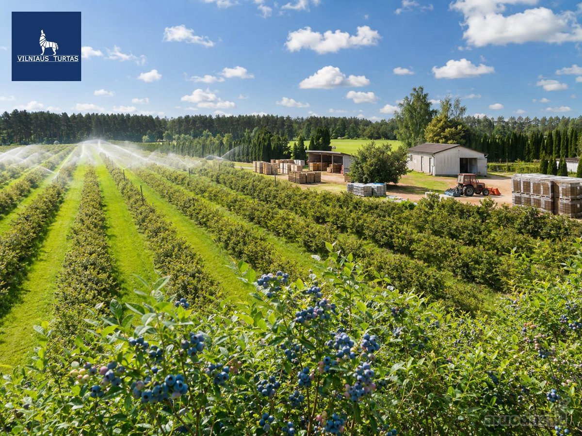 Parduodamas vienas didžiausių šilauogių ūkių - nuotraukos Nr. 8