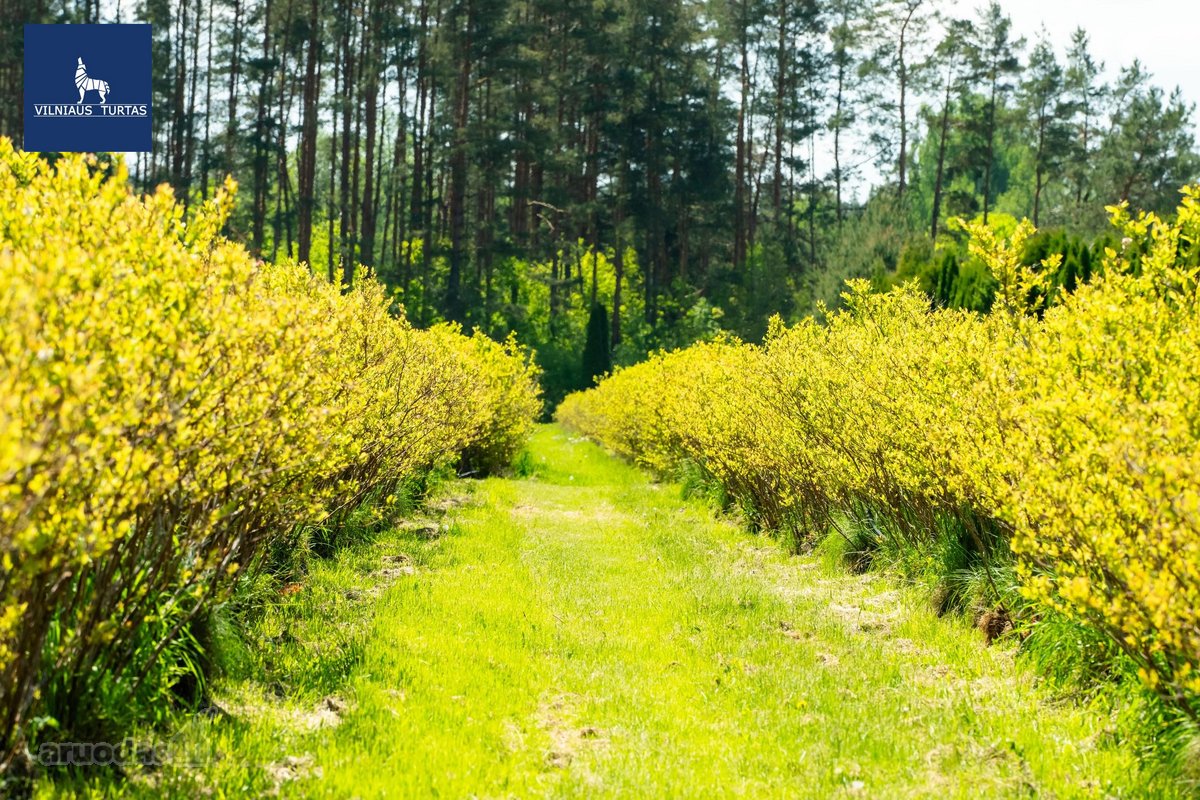 Parduodamas vienas didžiausių šilauogių ūkių - nuotraukos Nr. 3