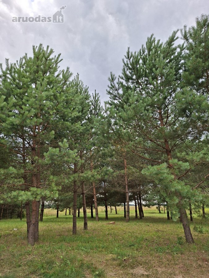 15 arų namų valdos sklypas Juodbaliuose, - nuotraukos Nr. 2