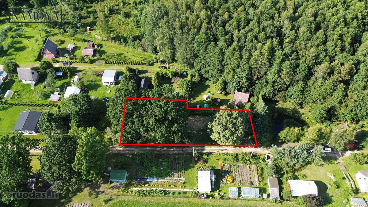 Prienų rajone, Papilvio kaime, Narcizų - nuotraukos Nr. 3