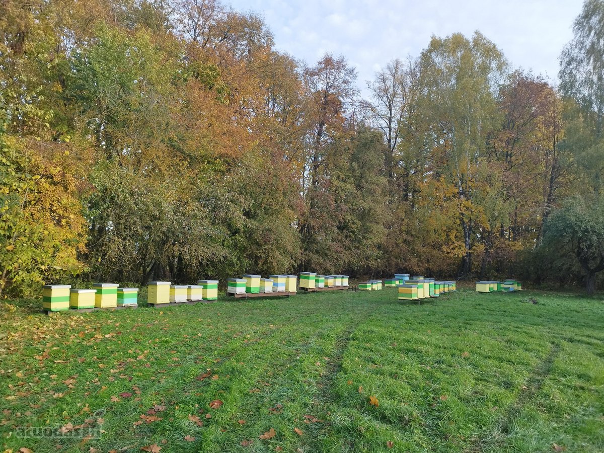 Sodyba su 4,9-ių hektarų sklype esančiu senu - nuotraukos Nr. 11