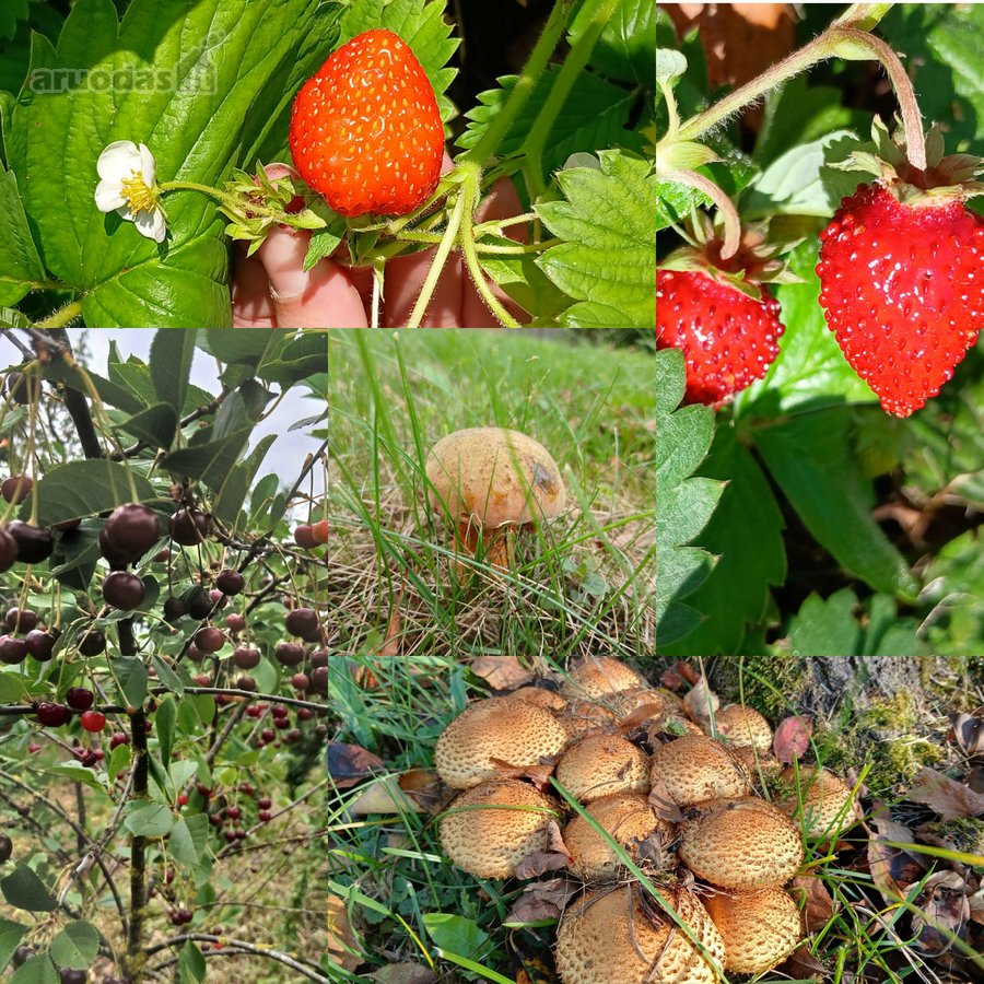 Parduodama vienkiemio sodyba gamtos apsuptyje - nuotraukos Nr. 12