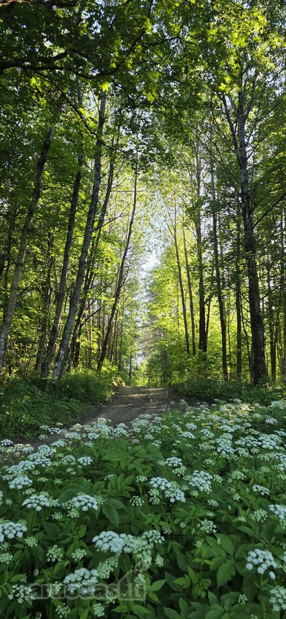 Parduodame miškų apsuptą sodybą Varėnos - nuotraukos Nr. 40