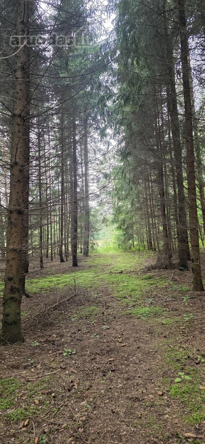 Parduodame miškų apsuptą sodybą Varėnos - nuotraukos Nr. 41