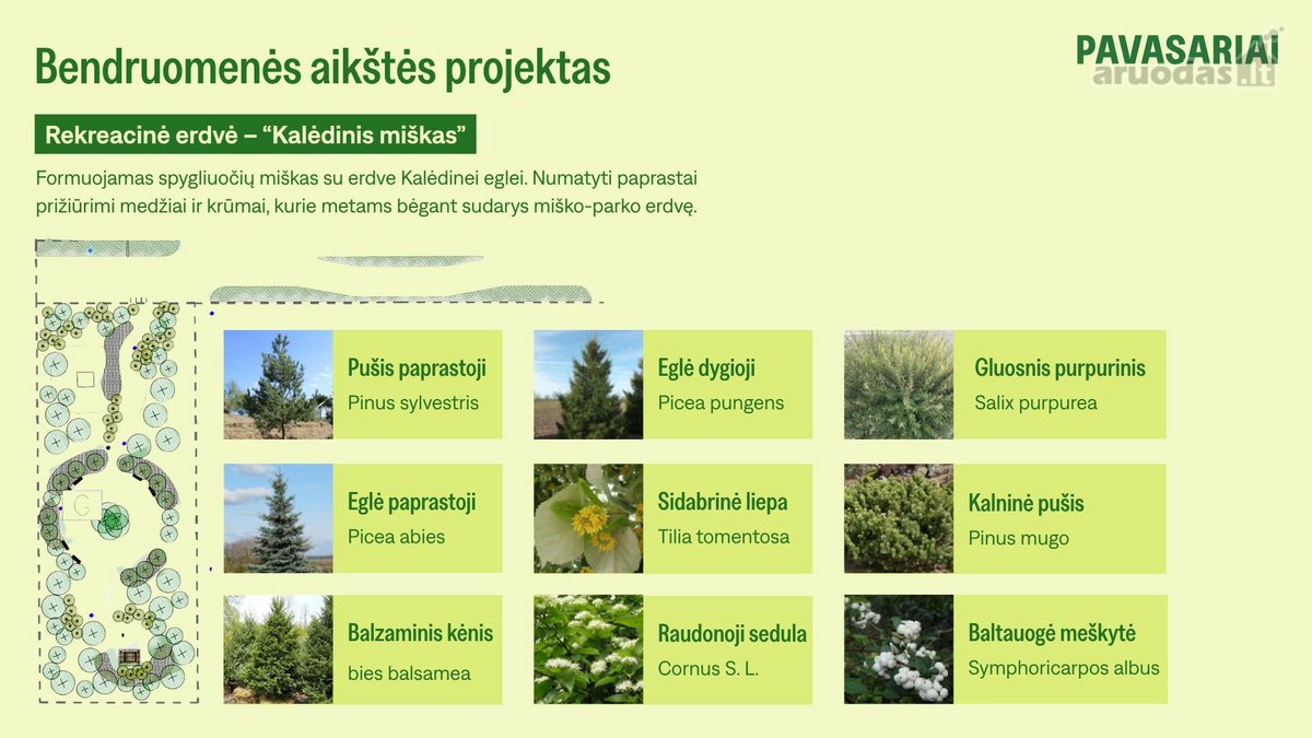 Pavasariai - Naujos Kartos Vilniaus - nuotraukos Nr. 38
