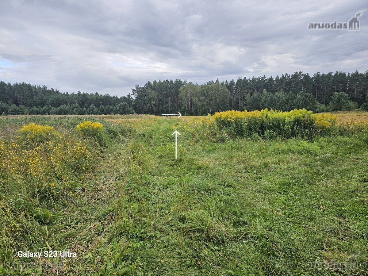 Parduodamas 116 arų miškas Vilniaus raj., - nuotraukos Nr. 11