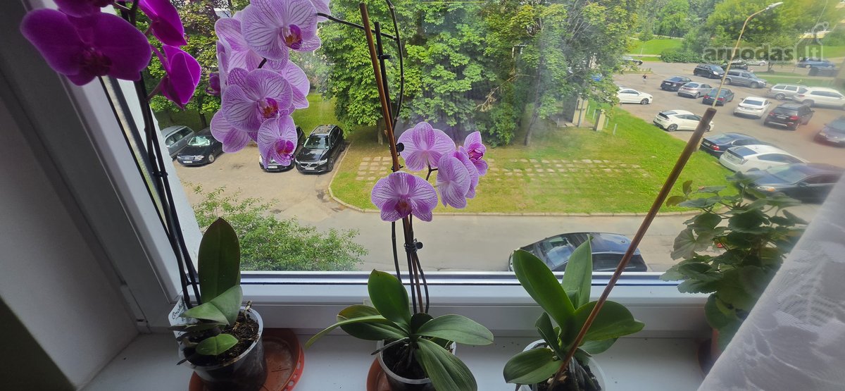 Išnuomojamas tvarkingas, jaukus ir šiltas - nuotraukos Nr. 17