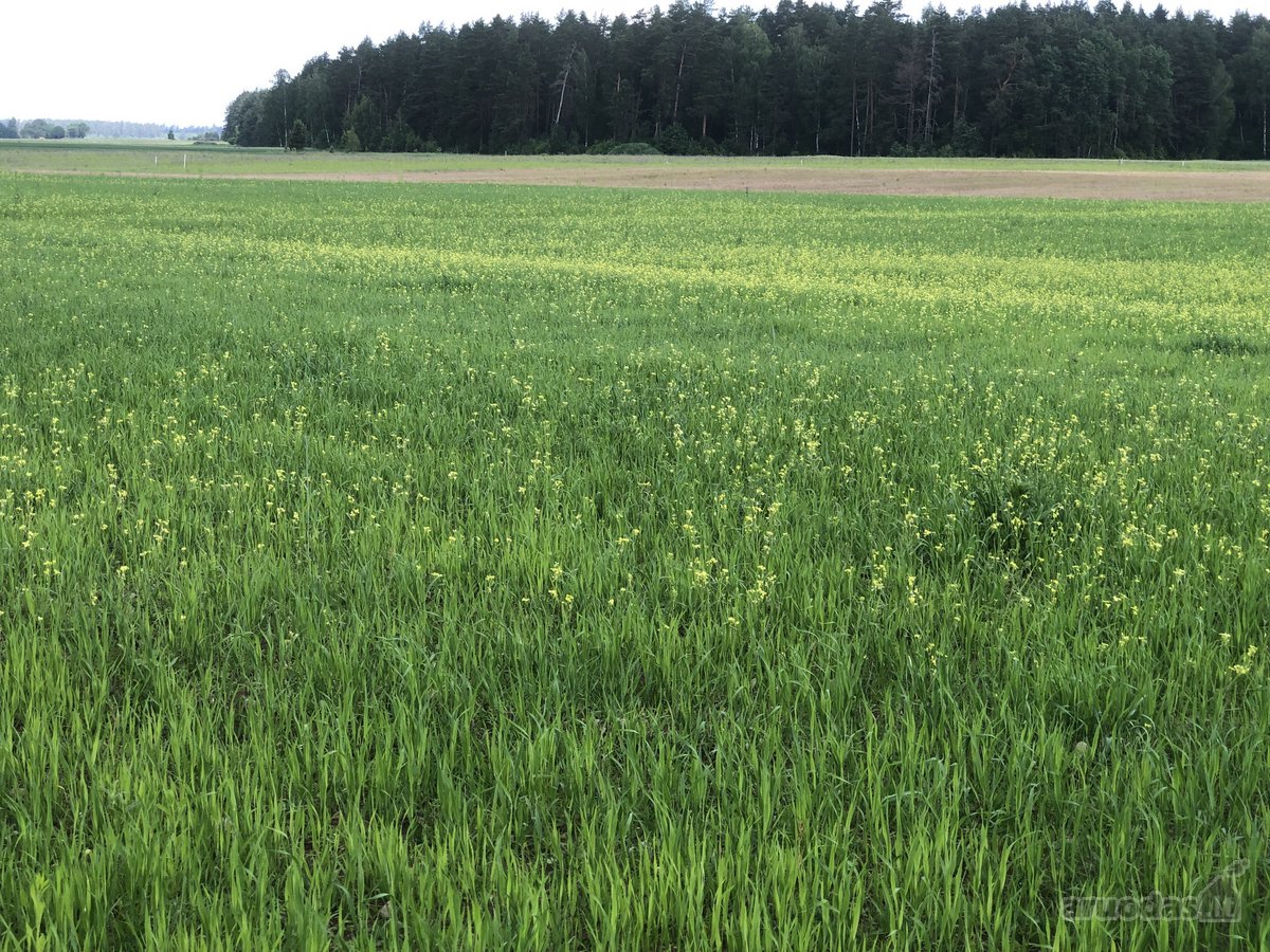 Parduodami 2 žemės ūkio paskirties sklypai - nuotraukos Nr. 6