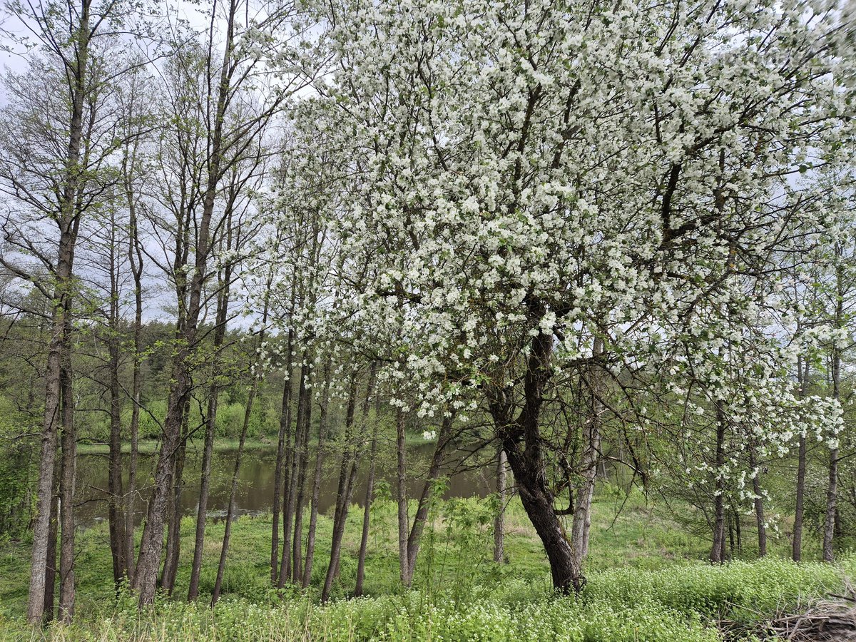 Parduodami du žemės sklypai 0.7096 ha ir 0.34 ha - nuotraukos Nr. 7
