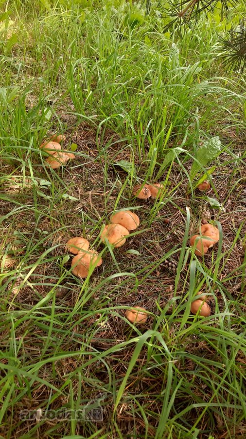 Parduodamas medinis dvaras - nuotraukos Nr. 83