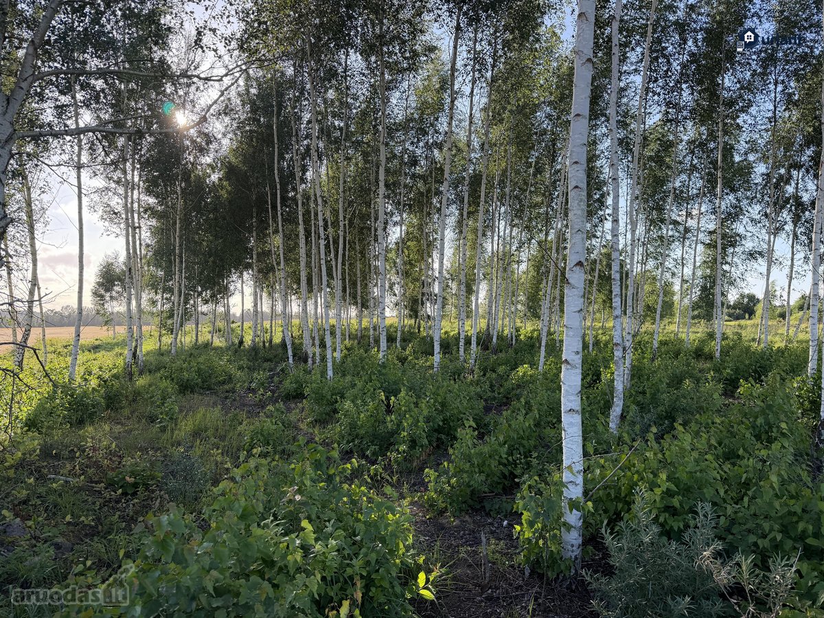 Šiaulių r. sav., Ginkūnų sen., Malavėniukų k. - nuotraukos Nr. 22
