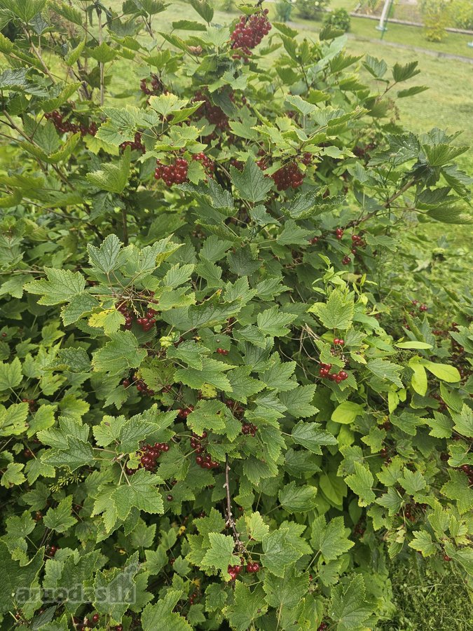 Parduodamas 6,66 a sodo sklypas SB „Vyturėlis - nuotraukos Nr. 15
