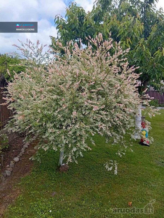 Parduodamas 6 a sklypas su namuku Valų k., - nuotraukos Nr. 19