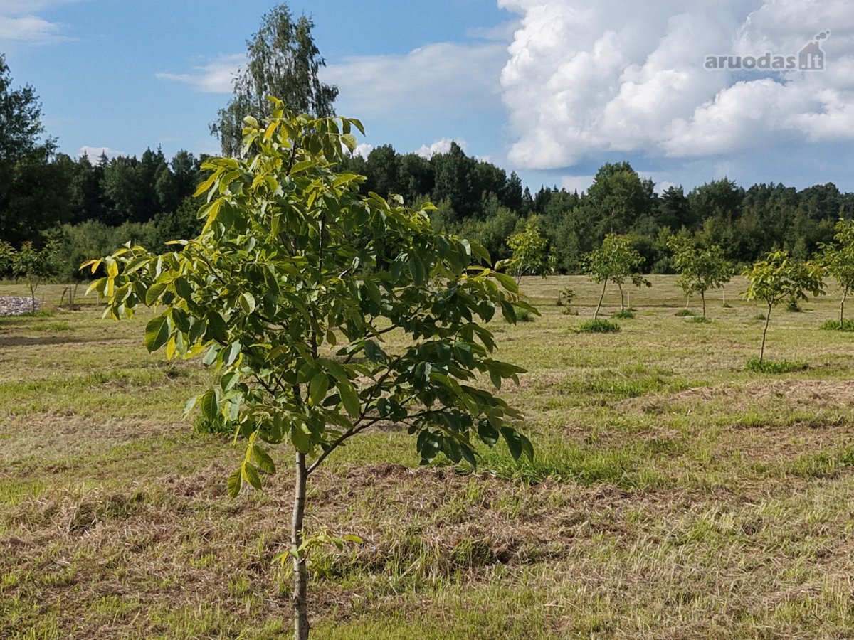 Parduodamas unikalus 4,3217 ha sklypas - nuotraukos Nr. 4