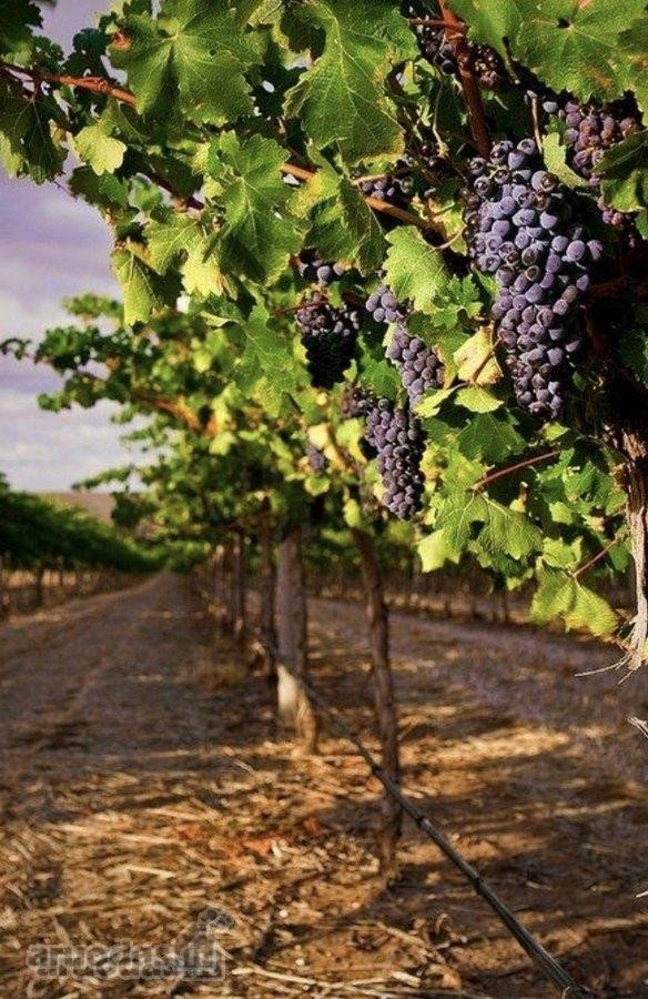 Parduodami namų valdos sklypai kuriamame - nuotraukos Nr. 2