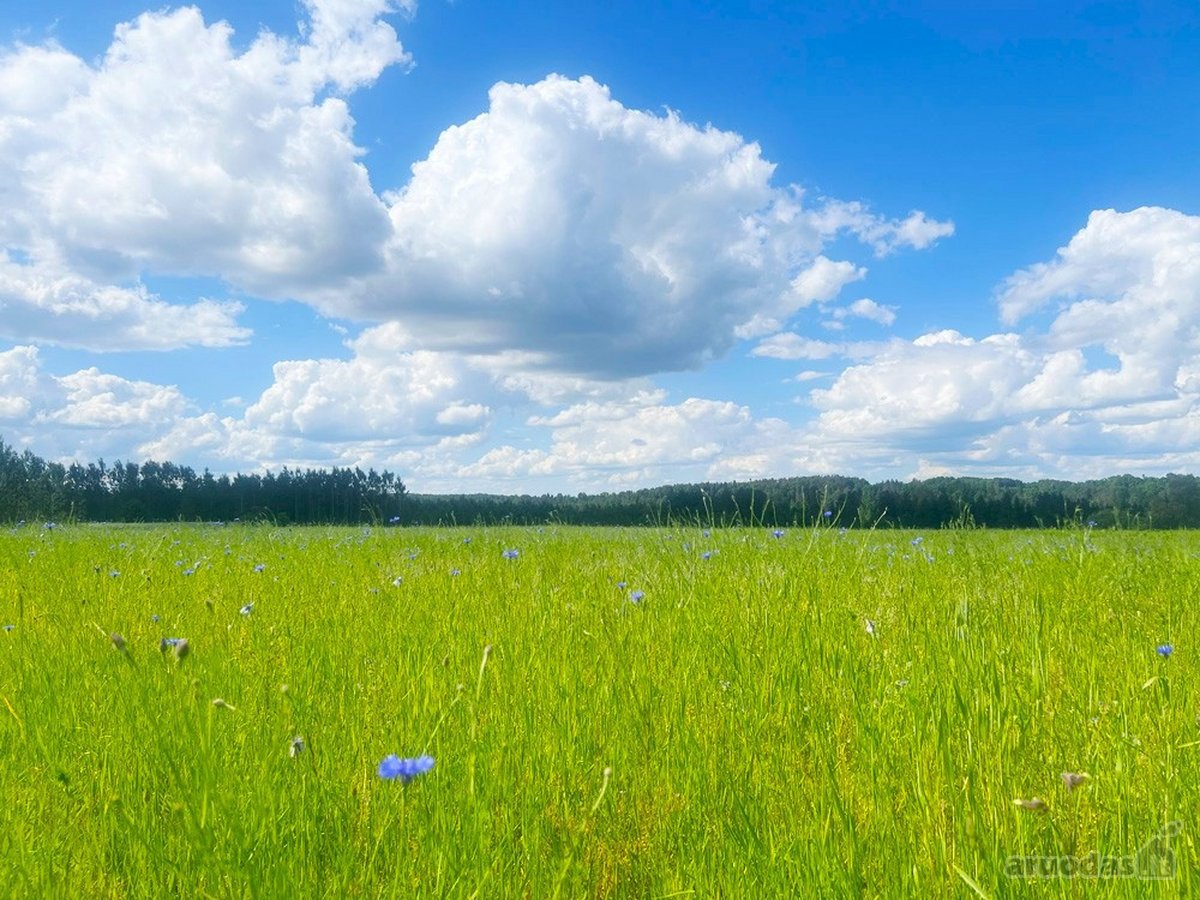 Tvarkinga, Jauki Sodyba Kalvų Ir Miškų - nuotraukos Nr. 24