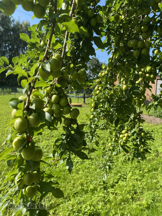 Parduodamas erdvus 12 arų sklypas su dviem - nuotraukos Nr. 3