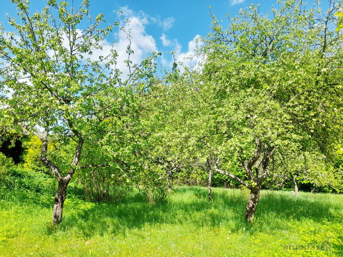 Išskirtinė Sodyba Su Tvenkiniu Miškų - nuotraukos Nr. 25