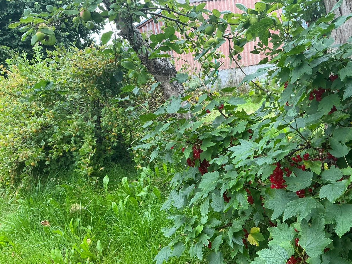Parduodamas įregistruotas gyvenamasis namas - nuotraukos Nr. 5