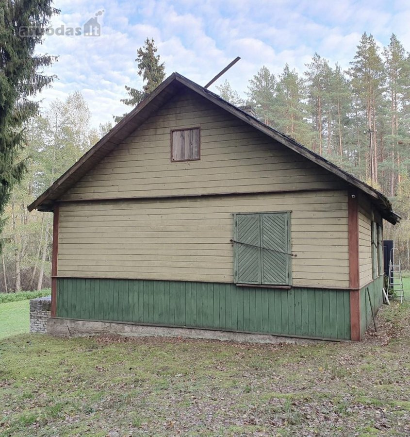 Vienkiemis Mergežerio miške prie Derežnyčios - nuotraukos Nr. 5
