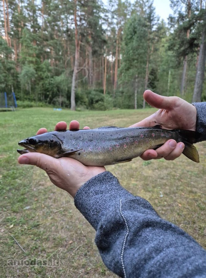 Vienkiemis Mergežerio miške prie Derežnyčios - nuotraukos Nr. 21