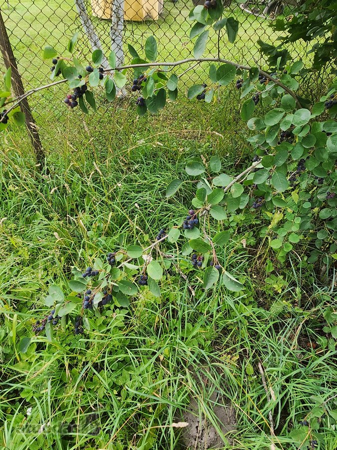 Raseinių rajone, Žibulių kaime, Dvaro gatvėje - nuotraukos Nr. 17
