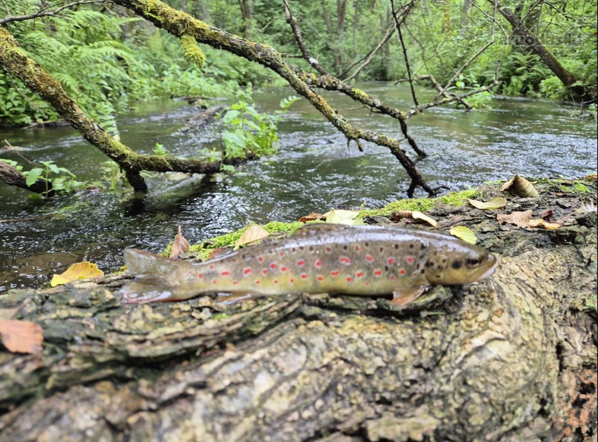Vienkiemis Mergežerio miške prie Derežnyčios - nuotraukos Nr. 22
