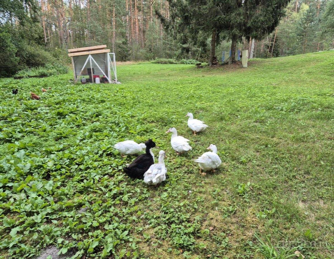 Vienkiemis Mergežerio miške prie Derežnyčios - nuotraukos Nr. 24