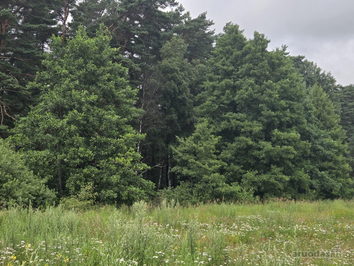 Parduodamas 17 arų žemės ūkio paskirties - nuotraukos Nr. 11