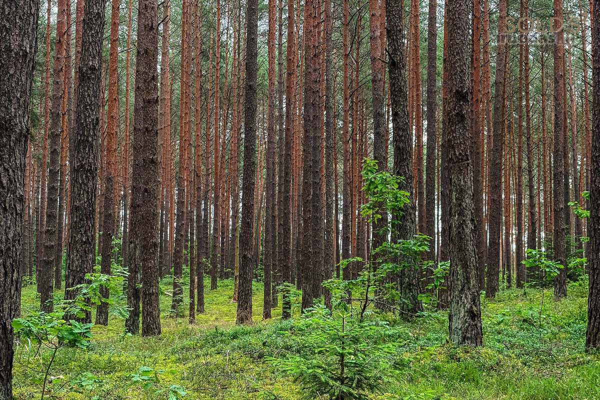 Aukštagirio miško apsuptyje, Antakalnyje, vos - nuotraukos Nr. 22