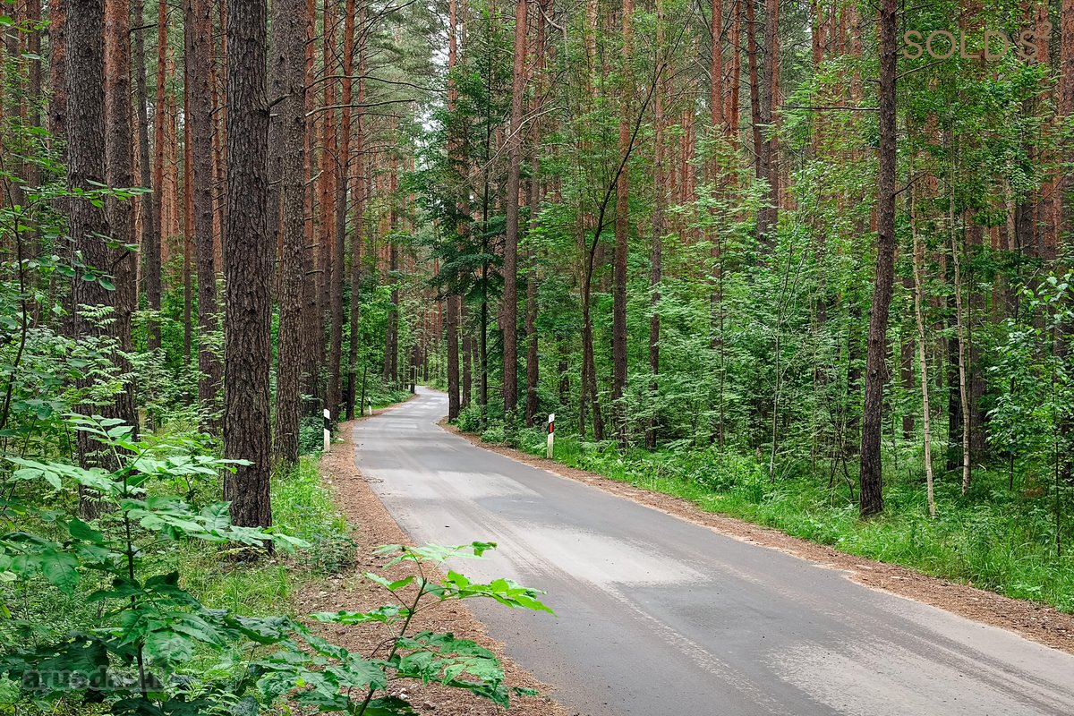 Aukštagirio miško apsuptyje, Antakalnyje, vos - nuotraukos Nr. 23