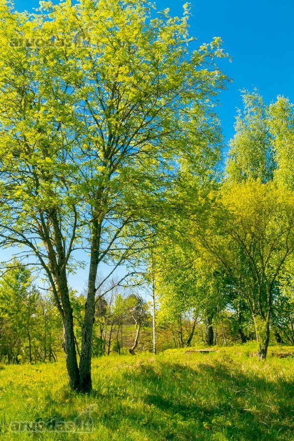 Skubiai. Pigiai. Sodyba su registruotais - nuotraukos Nr. 24