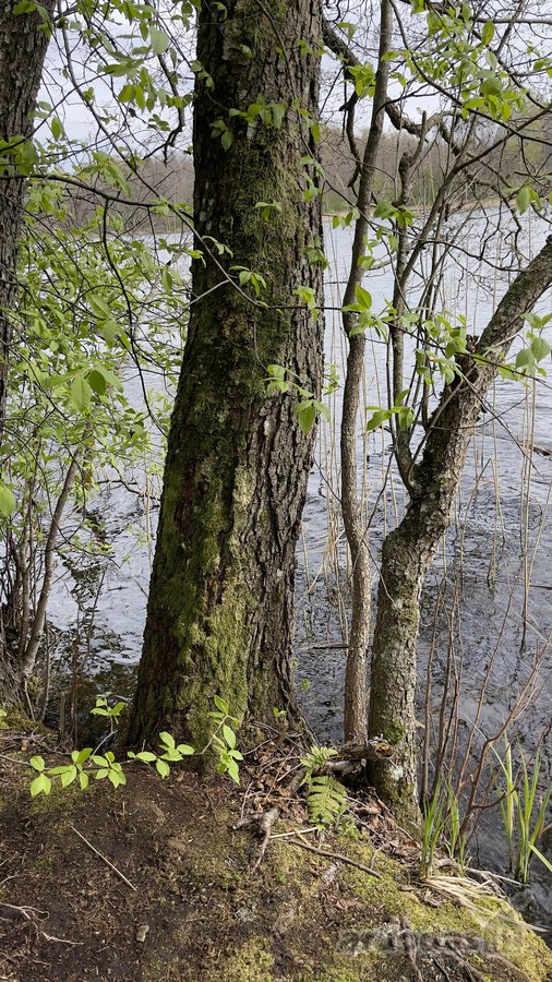 Parduodama vientisa 44,5 ha žemės ir miško - nuotraukos Nr. 5