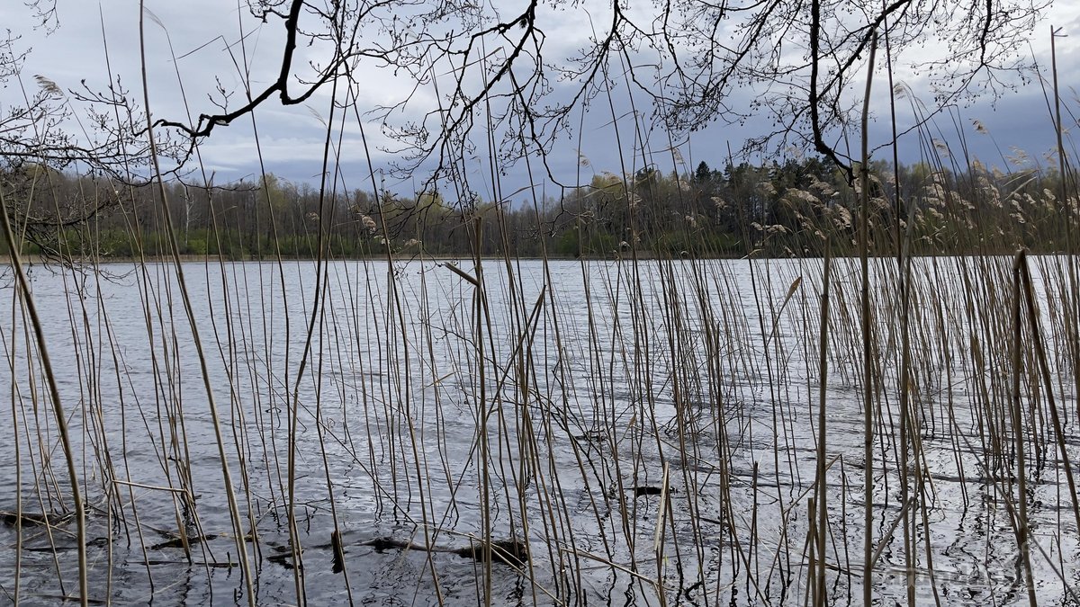 Parduodama vientisa 44,5 ha žemės ir miško - nuotraukos Nr. 4