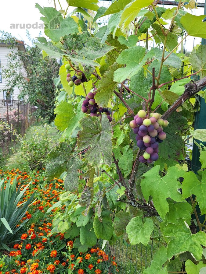 Parduodamas tvarkingas sodas Jonavos miesto - nuotraukos Nr. 29