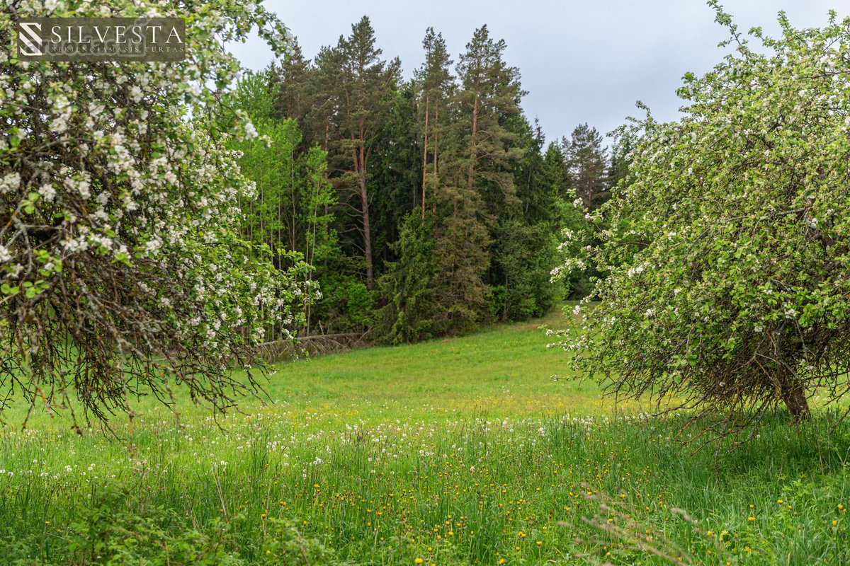 Parduodama 10,5 Ha Sodyba Su Mišku Ir Namų - nuotraukos Nr. 5