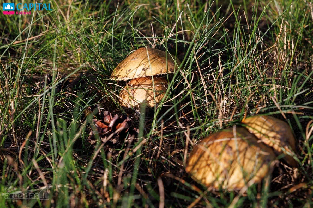 Atraskite poilsio namus, kurie taps jūsų - nuotraukos Nr. 21