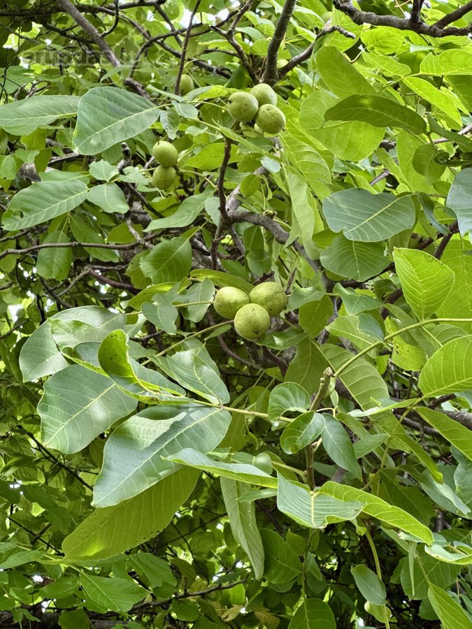Parduodamas pilnai įrengtas mūrinis sodo - nuotraukos Nr. 54