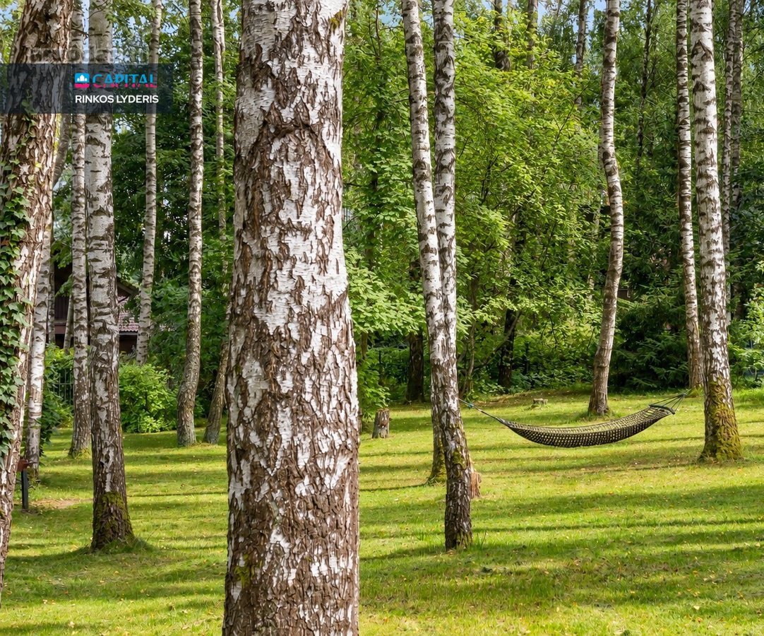 Pažvelgsite į savo ošiantį beržynėlį. - nuotraukos Nr. 4