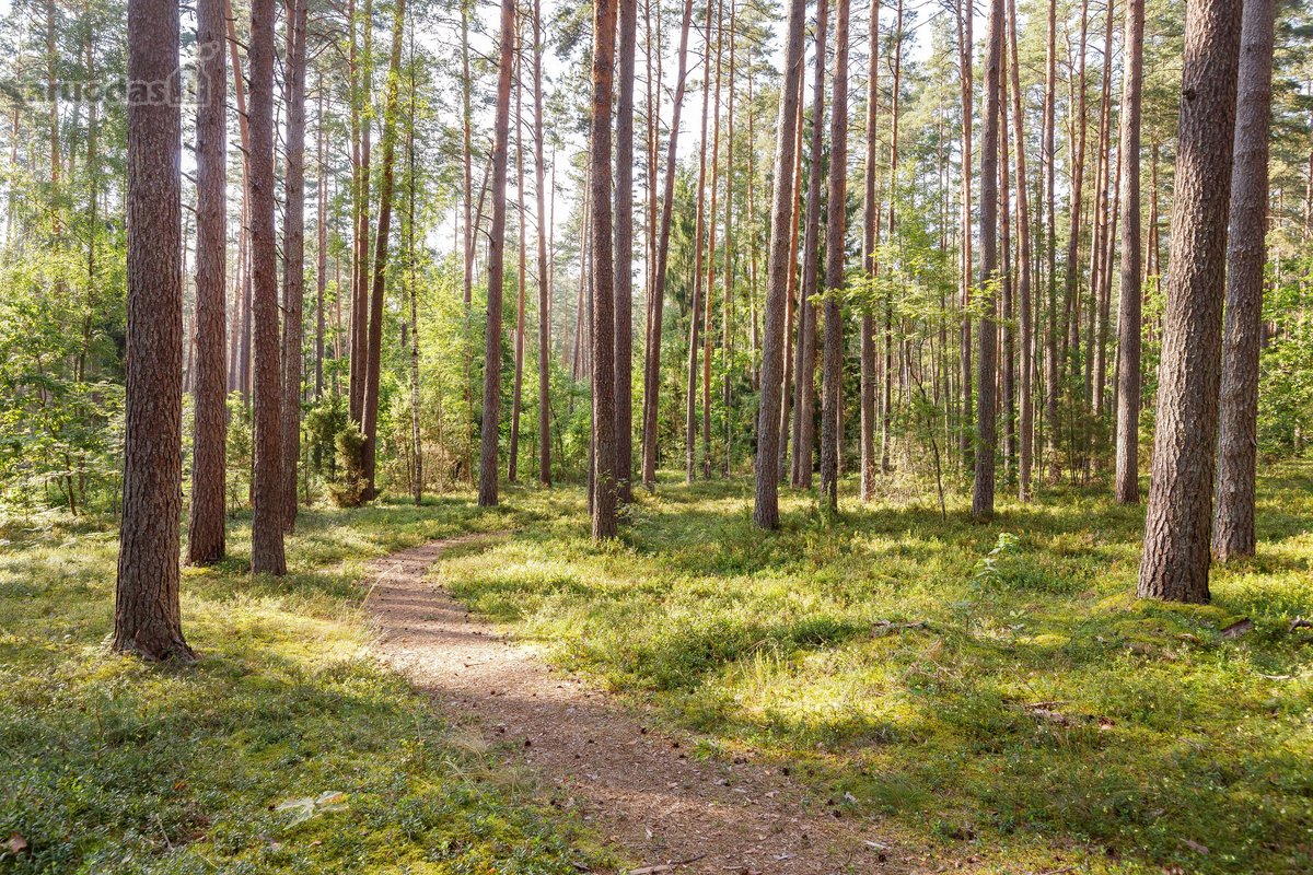 Nemenčinės plente, Miškonyse – uždaroje, - nuotraukos Nr. 56