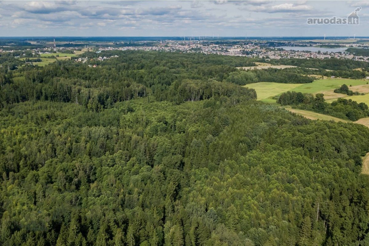 Parduodamas 37,82 ha išpuoselėtas miško - nuotraukos Nr. 3