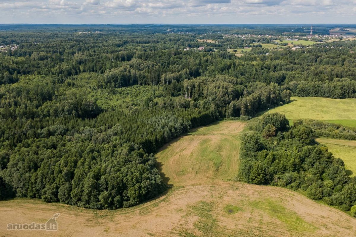 Parduodamas 37,82 ha išpuoselėtas miško - nuotraukos Nr. 2