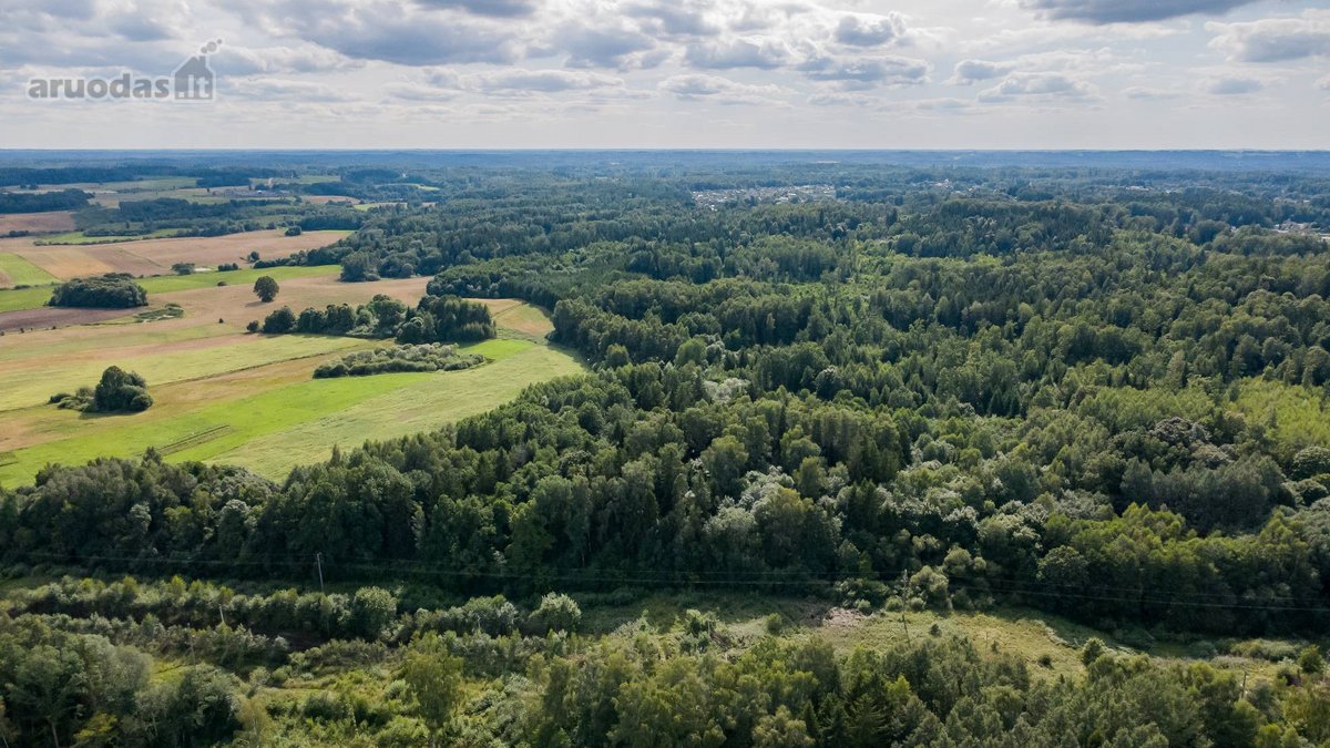 Parduodamas 37,82 ha išpuoselėtas miško - nuotraukos Nr. 4