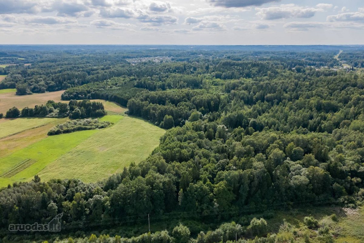 Parduodamas 37,82 ha išpuoselėtas miško - nuotraukos Nr. 5
