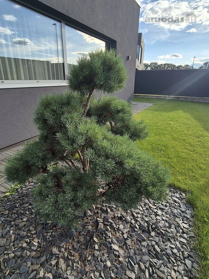 Modernus vieno aukšto 200 m² namas Kaune, - nuotraukos Nr. 4