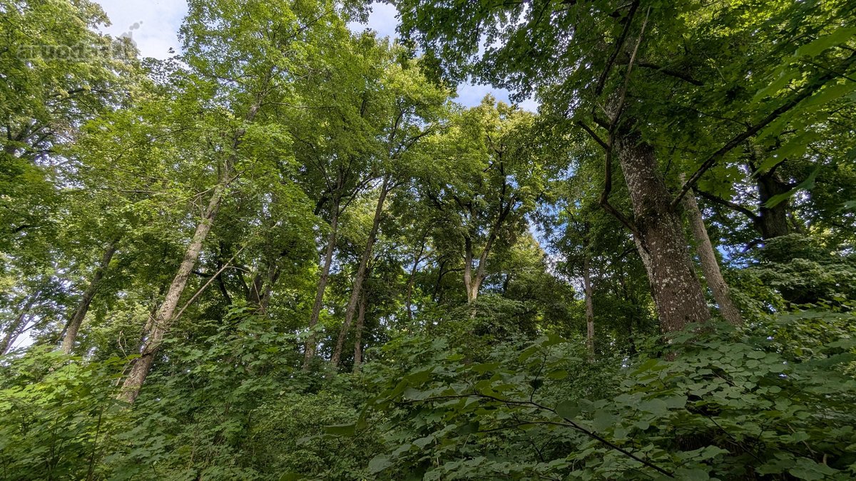 Parduodamas 0,62 ha rekreacinės paskirties - nuotraukos Nr. 7