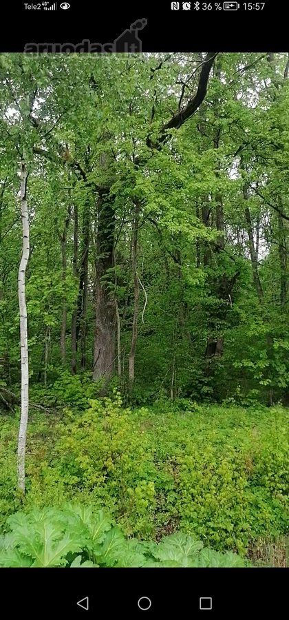 Viena kraštinė 36.18m ribojasi su Varluvos - nuotraukos Nr. 4