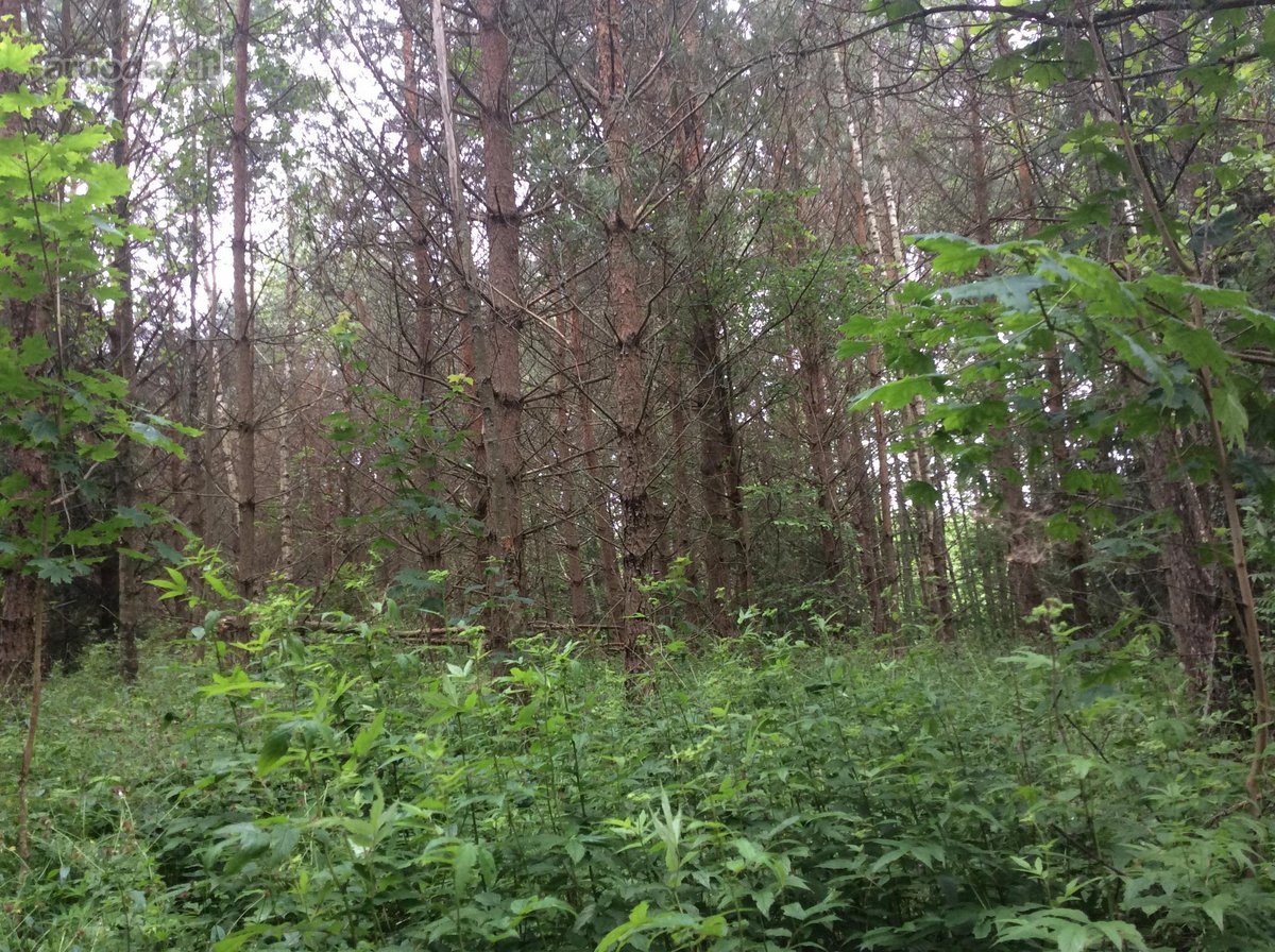 Parduodu 7ha žemės sklypą. Tankiai apaugęs - nuotraukos Nr. 6