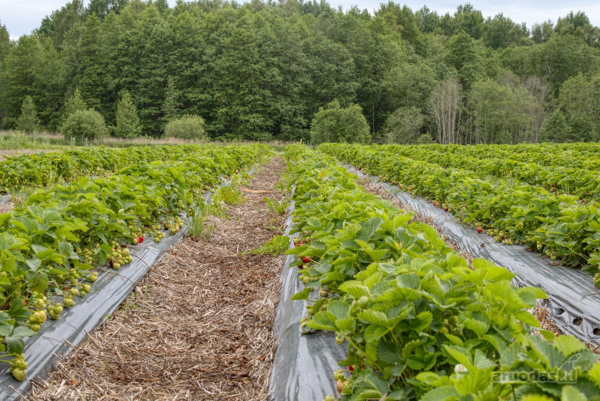 Parduodamas 15,4 ha žemės sklypas. 1,2 ha - nuotraukos Nr. 10